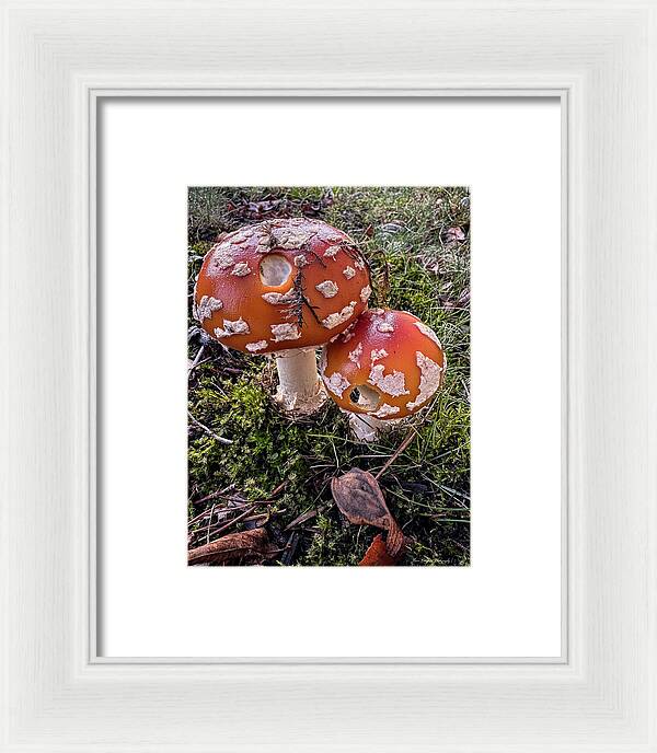 Mushrooms - Framed Print