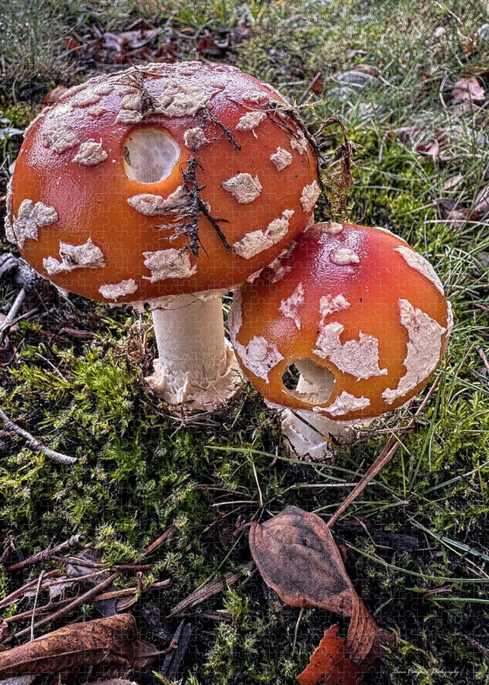 Mushrooms - Puzzle