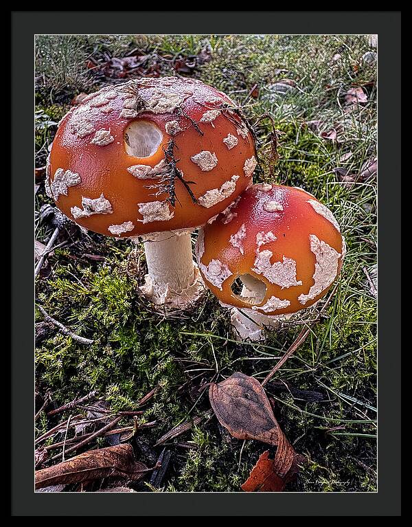 Mushrooms - Framed Print