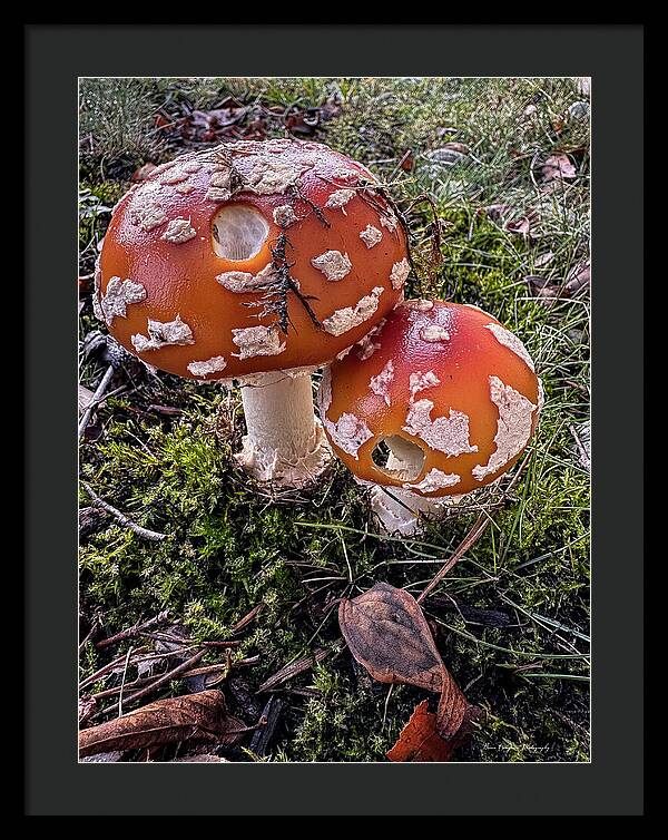 Mushrooms - Framed Print