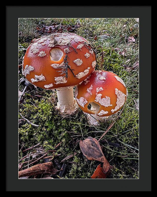 Mushrooms - Framed Print