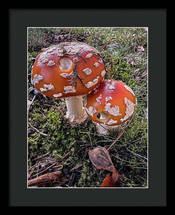 Mushrooms - Framed Print