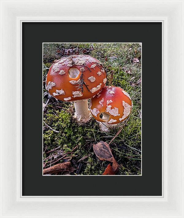 Mushrooms - Framed Print