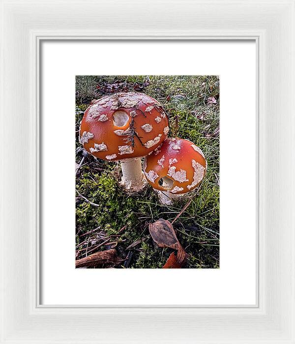 Mushrooms - Framed Print