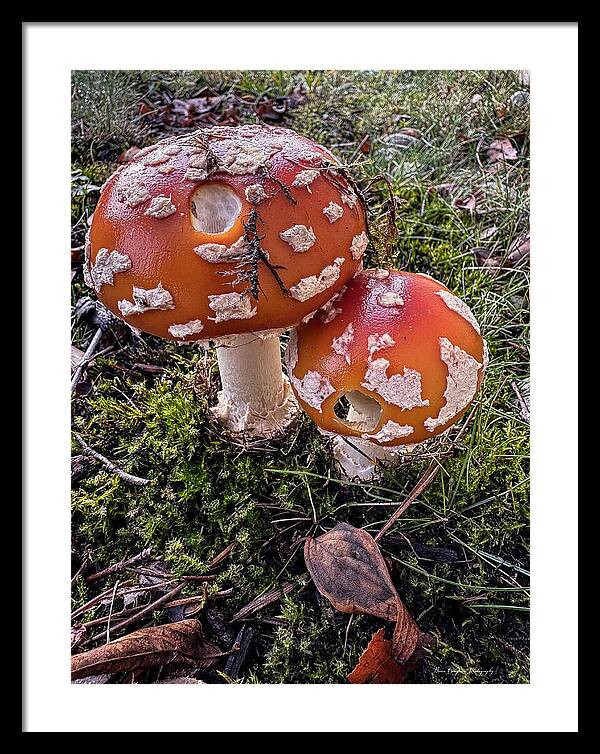 Mushrooms - Framed Print