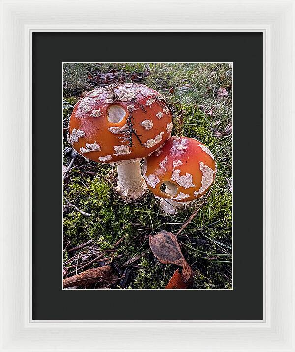 Mushrooms - Framed Print