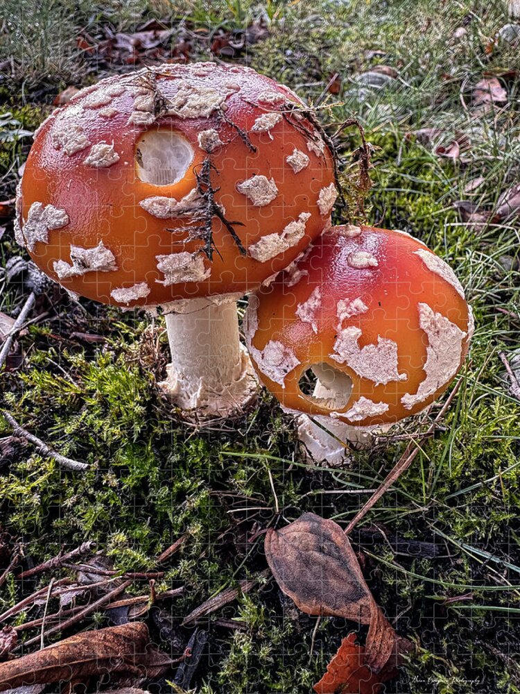 Mushrooms - Puzzle