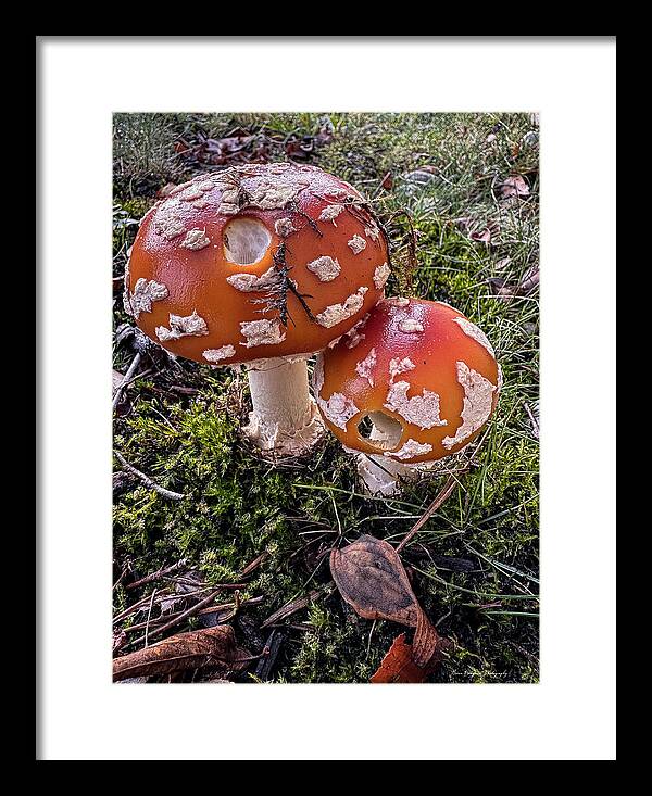 Mushrooms - Framed Print