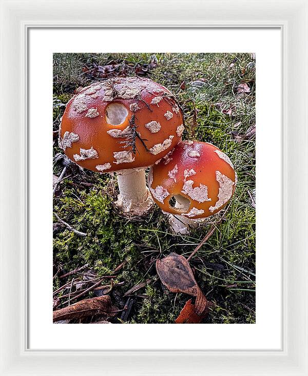 Mushrooms - Framed Print