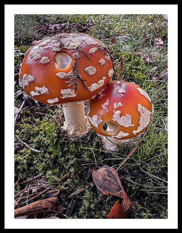 Mushrooms - Framed Print