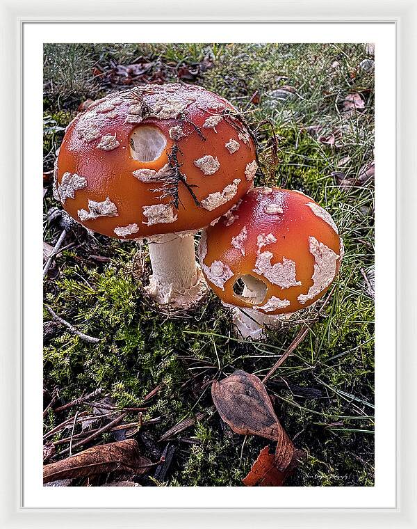 Mushrooms - Framed Print