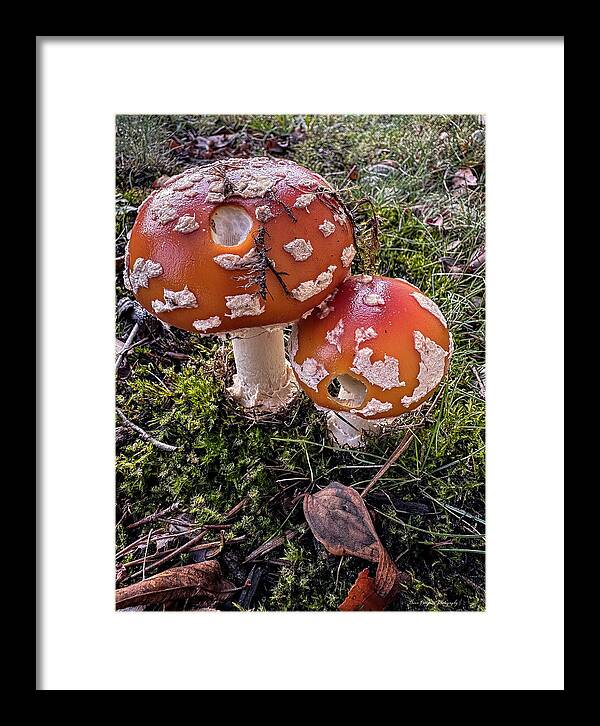 Mushrooms - Framed Print