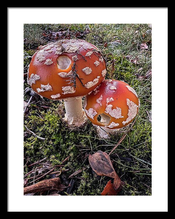 Mushrooms - Framed Print