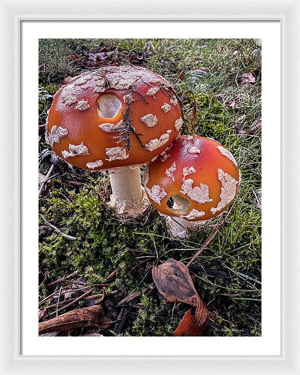 Mushrooms - Framed Print
