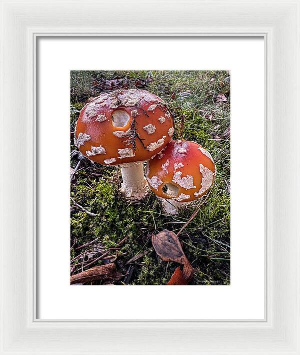 Mushrooms - Framed Print
