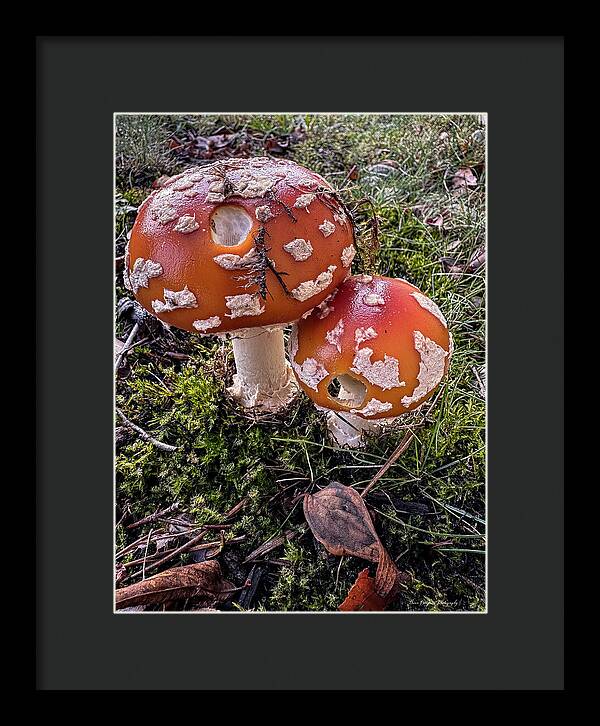 Mushrooms - Framed Print