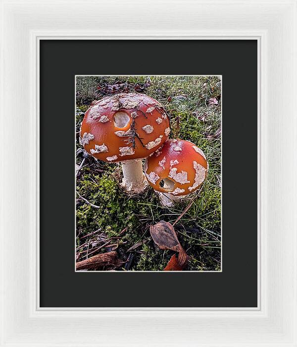 Mushrooms - Framed Print