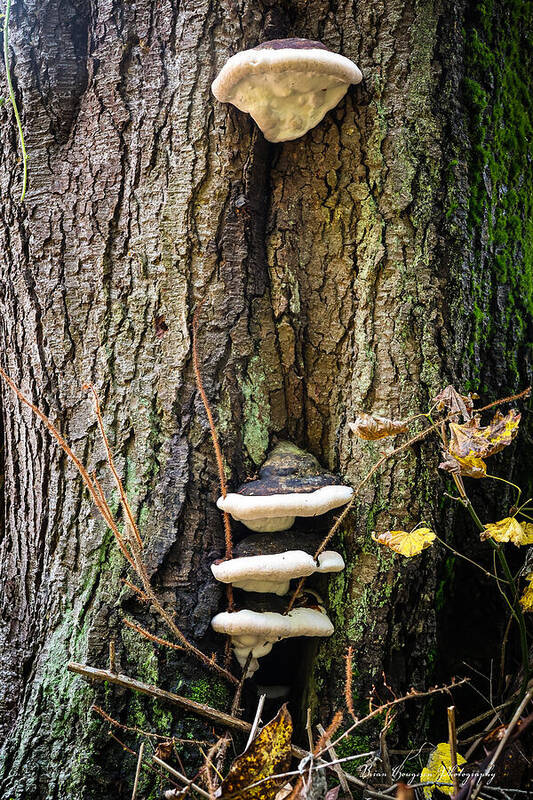 Mushrooms on the tree - Art Print