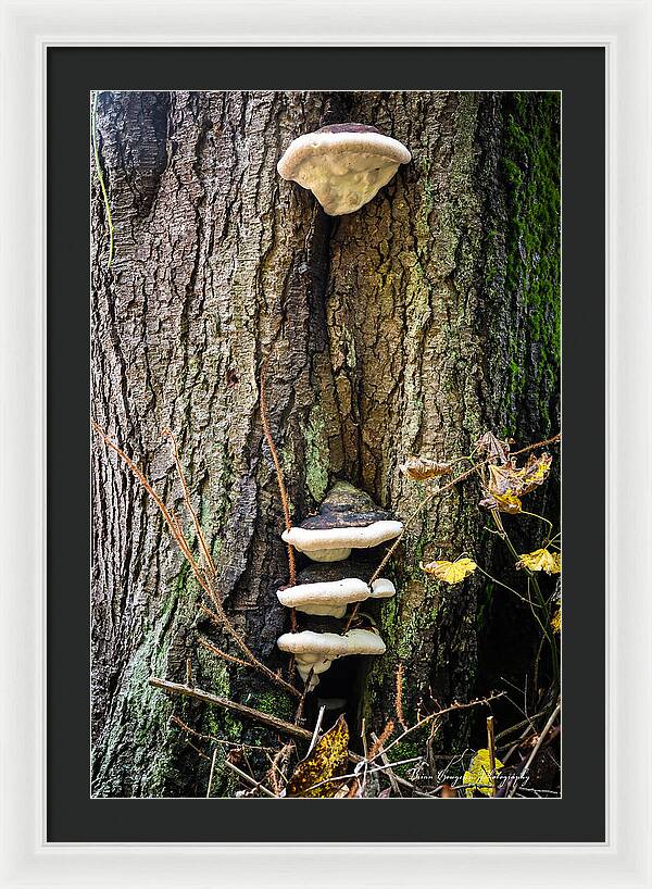 Mushrooms on the tree - Framed Print