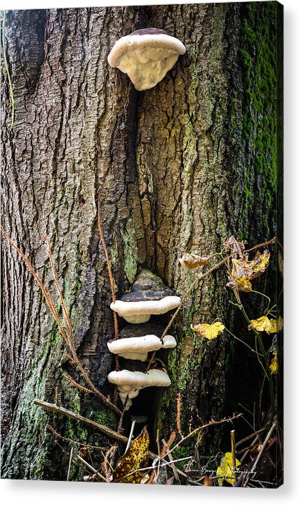 Mushrooms on the tree - Acrylic Print