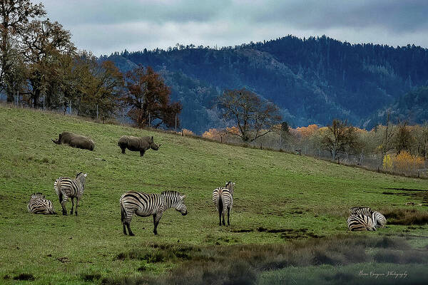 On the range - Art Print