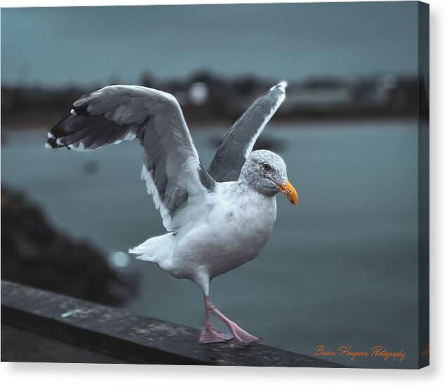 Seagull on a Seaside Rail - Canvas Print