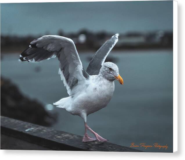 Seagull on a Seaside Rail - Canvas Print