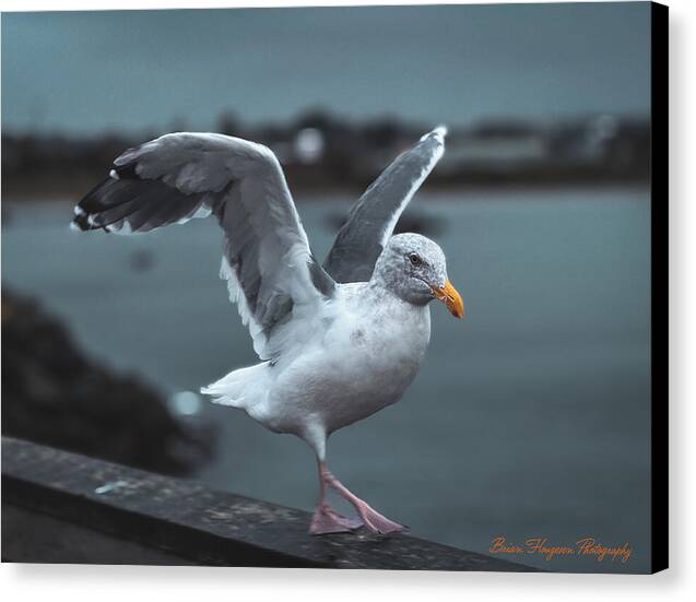 Seagull on a Seaside Rail - Canvas Print