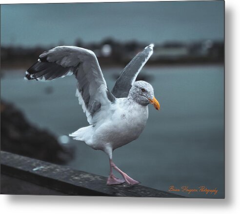 Seagull on a Seaside Rail - Metal Print