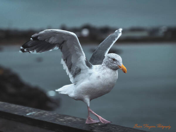 Seagull on a Seaside Rail - Art Print