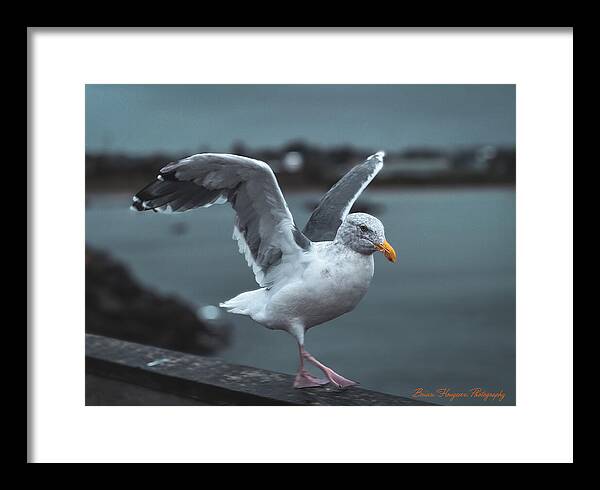 Seagull on a Seaside Rail - Framed Print
