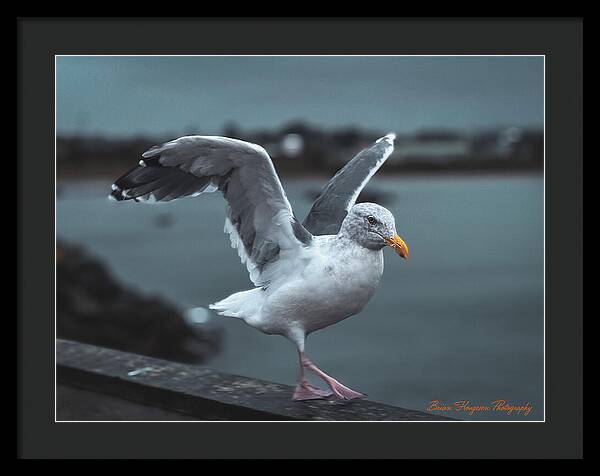Seagull on a Seaside Rail - Framed Print