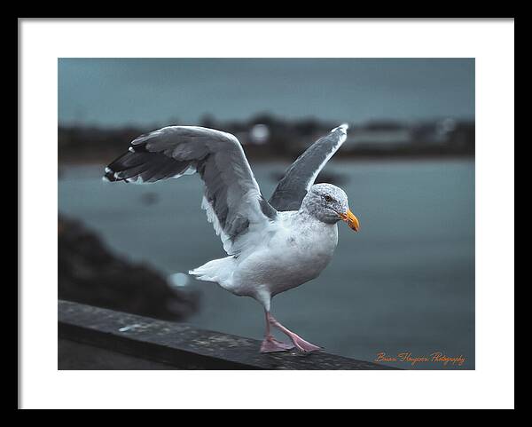 Seagull on a Seaside Rail - Framed Print