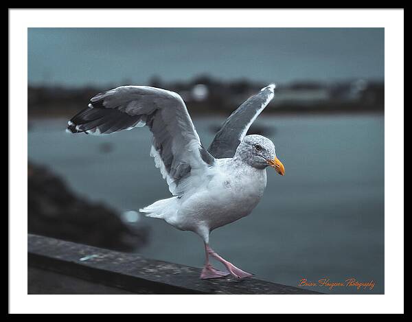 Seagull on a Seaside Rail - Framed Print