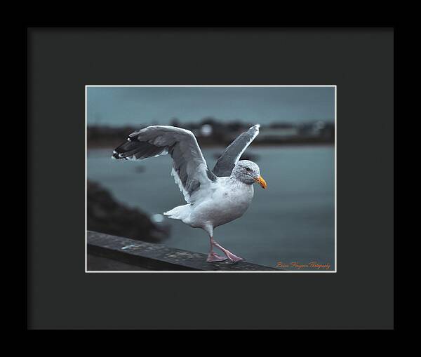Seagull on a Seaside Rail - Framed Print