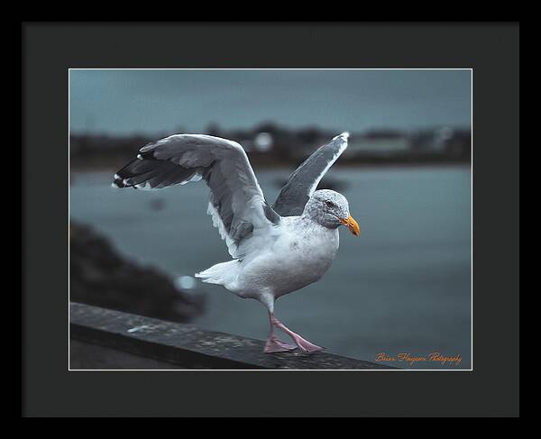 Seagull on a Seaside Rail - Framed Print