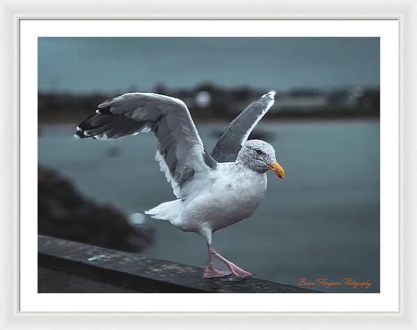 Seagull on a Seaside Rail - Framed Print