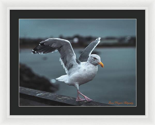Seagull on a Seaside Rail - Framed Print