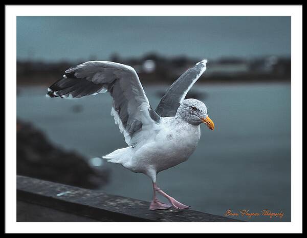 Seagull on a Seaside Rail - Framed Print