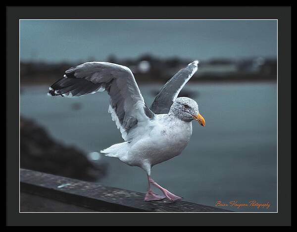 Seagull on a Seaside Rail - Framed Print