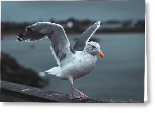 Seagull on a Seaside Rail - Greeting Card