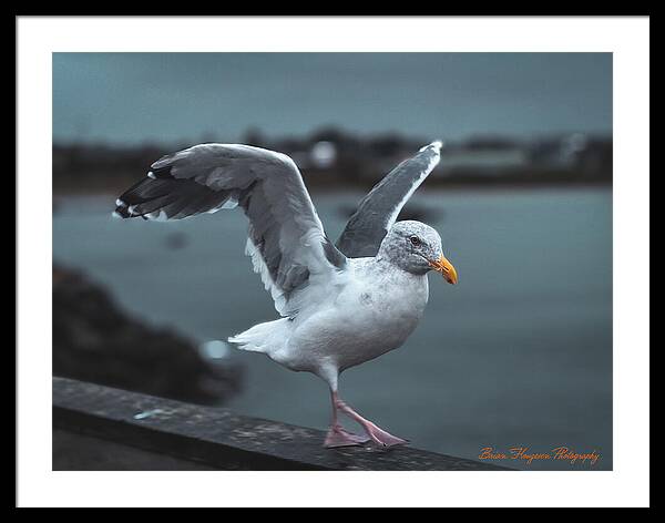 Seagull on a Seaside Rail - Framed Print