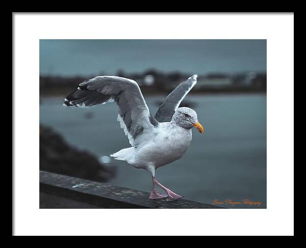 Seagull on a Seaside Rail - Framed Print