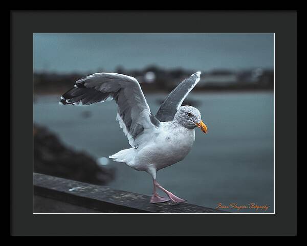 Seagull on a Seaside Rail - Framed Print