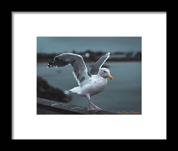 Seagull on a Seaside Rail - Framed Print