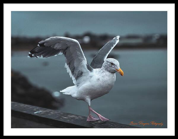 Seagull on a Seaside Rail - Framed Print