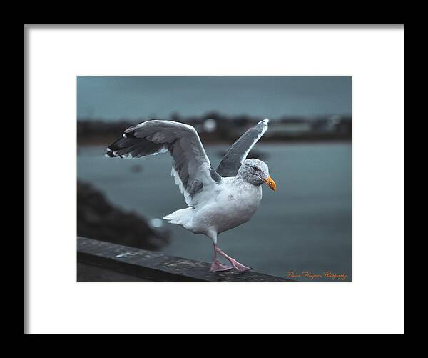 Seagull on a Seaside Rail - Framed Print