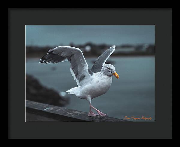 Seagull on a Seaside Rail - Framed Print
