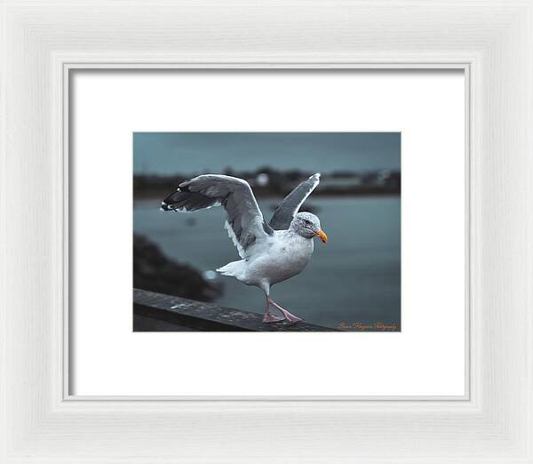 Seagull on a Seaside Rail - Framed Print