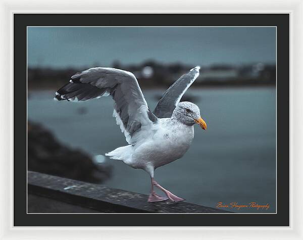 Seagull on a Seaside Rail - Framed Print